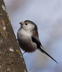 Attēlu rezultāti vaicājumam “Aegithalos caudatus adult”