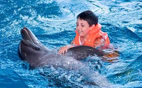 Image result for Dolphins Sheltered & Disabled Swim Club