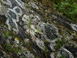 Attēlu rezultāti vaicājumam “Mycoblastus sanguinarius”