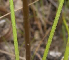 Attēlu rezultāti vaicājumam “Triglochin palustre fruit”