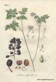 Attēlu rezultāti vaicājumam “Actaea spicata”