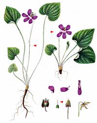 Attēlu rezultāti vaicājumam “Viola uliginosa leaf”