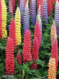 Image result for Lupinen