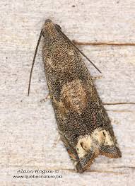 Attēlu rezultāti vaicājumam “Epiblema grandaevana”