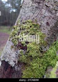 Attēlu rezultāti vaicājumam “Metzgeria violacea”