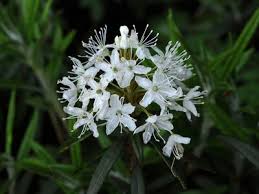 Attēlu rezultāti vaicājumam “Ledum palustre flower”