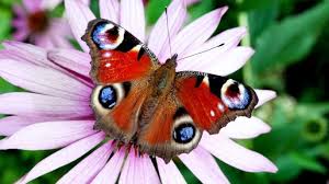 Image result for Papilionoidea