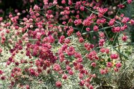 Attēlu rezultāti vaicājumam “Stemonitis pallida var. rubescens”