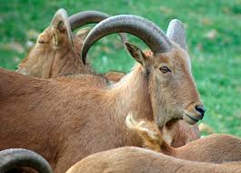 Attēlu rezultāti vaicājumam “Agrodiaetus amandus male”