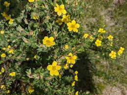 Attēlu rezultāti vaicājumam “Pentaphylloides fruticosa leaf”