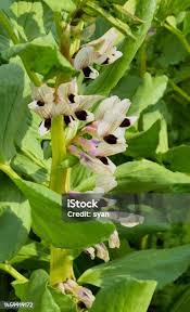 Attēlu rezultāti vaicājumam “Aquilegia vulgaris bud”