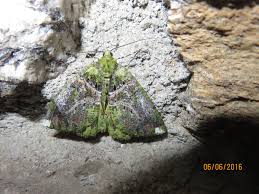 Attēlu rezultāti vaicājumam “Colias palaeno upperside”