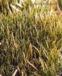 Attēlu rezultāti vaicājumam “Ditrichum flexicaule”