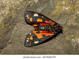 Attēlu rezultāti vaicājumam “Callimorpha dominula imago”