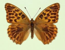 Attēlu rezultāti vaicājumam “Argynnis paphia”