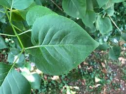 Attēlu rezultāti vaicājumam “Syringa vulgaris fruit”