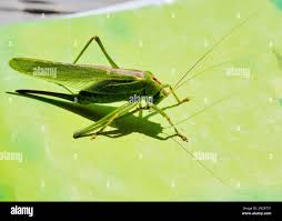 Attēlu rezultāti vaicājumam “Omocestus viridulus”