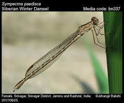 Attēlu rezultāti vaicājumam “Sympecma paedisca”