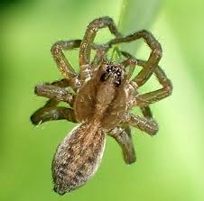 Attēlu rezultāti vaicājumam “Lycosidae”