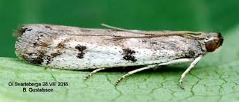 Attēlu rezultāti vaicājumam “Phycitodes binaevella”