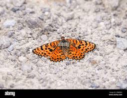 Attēlu rezultāti vaicājumam “Melitaea didyma”