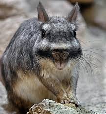 Image result for viscacha
