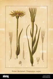 Attēlu rezultāti vaicājumam “Tragopogon heterospermus bud”