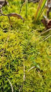 Attēlu rezultāti vaicājumam “Helodium blandowii”