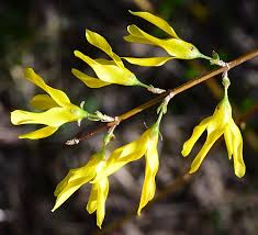 Attēlu rezultāti vaicājumam “Forsythia suspensa flower”