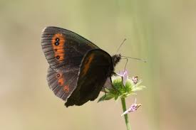 Attēlu rezultāti vaicājumam “Erebia aethiops upperside”