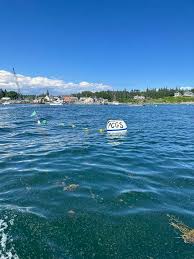 Image result for Portway Plodders