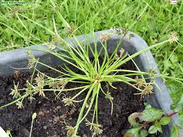 Attēlu rezultāti vaicājumam “Cyperus fuscus”