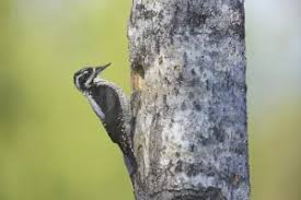 Attēlu rezultāti vaicājumam “Picoides tridactylus adult”