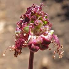 Attēlu rezultāti vaicājumam “Poterium sanguisorba”