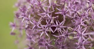 Attēlu rezultāti vaicājumam “Allium holandicum bud”