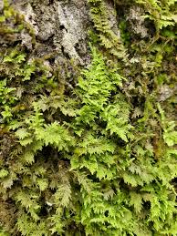 Attēlu rezultāti vaicājumam “Thuidium recognitum”