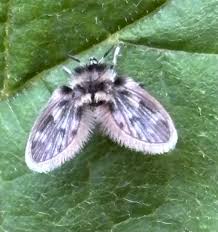 Attēlu rezultāti vaicājumam “Psychodidae”