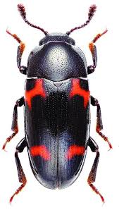 Attēlu rezultāti vaicājumam “Erotylidae”