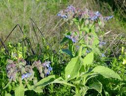Image result for Borago officinalis