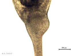 Attēlu rezultāti vaicājumam “Cynodontium strumiferum”