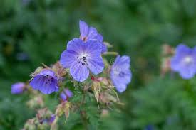 Attēlu rezultāti vaicājumam “Geranium palustre flower”