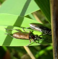 Attēlu rezultāti vaicājumam “Donacia clavipes”