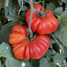 Afbeeldingsresultaat voor costoluto genovese tomato