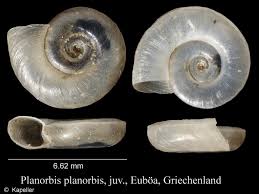Attēlu rezultāti vaicājumam “Planorbis planorbis”