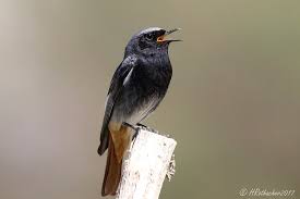 Attēlu rezultāti vaicājumam “Phoenicurus ochruros”