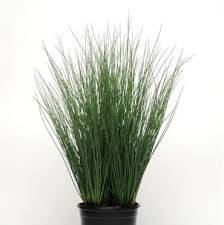 Attēlu rezultāti vaicājumam “Juncus inflexus”