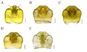 Attēlu rezultāti vaicājumam “Physatocheila smreczynskii”