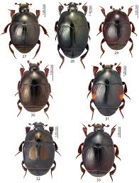 Attēlu rezultāti vaicājumam “Histeridae”