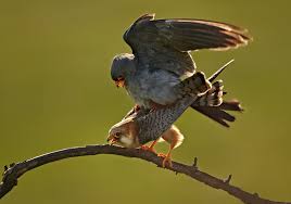 Image result for Falco vespertinus