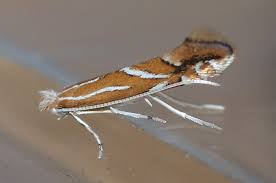 Attēlu rezultāti vaicājumam “Phyllonorycter apparella”